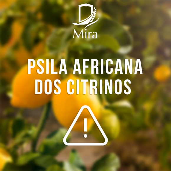 Psila Africana dos Citrinos | Aplicação de Medidas Fitossanitárias
