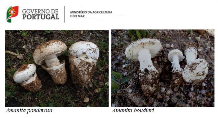 Alerta para uma espécie de cogumelos silvestres de Primavera causadora de intoxicações